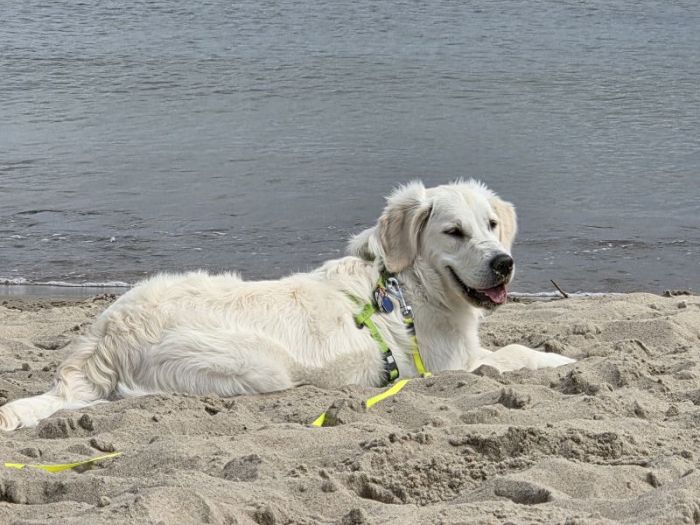 Négylábú segítők