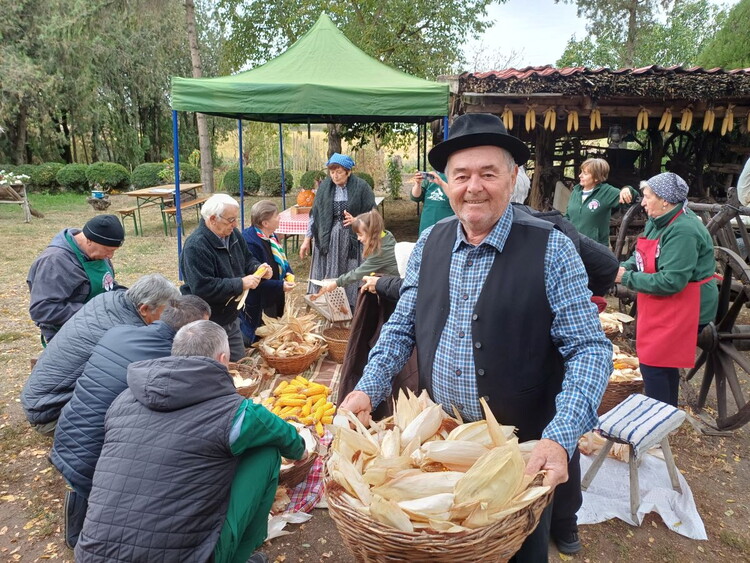 Közösen fosztották a kukoricát Tornyán